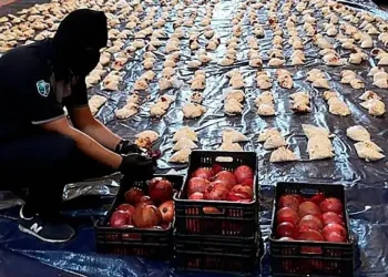 «صناعة الحيلة»… أغرب طرق تهريب المخدرات من لبنان